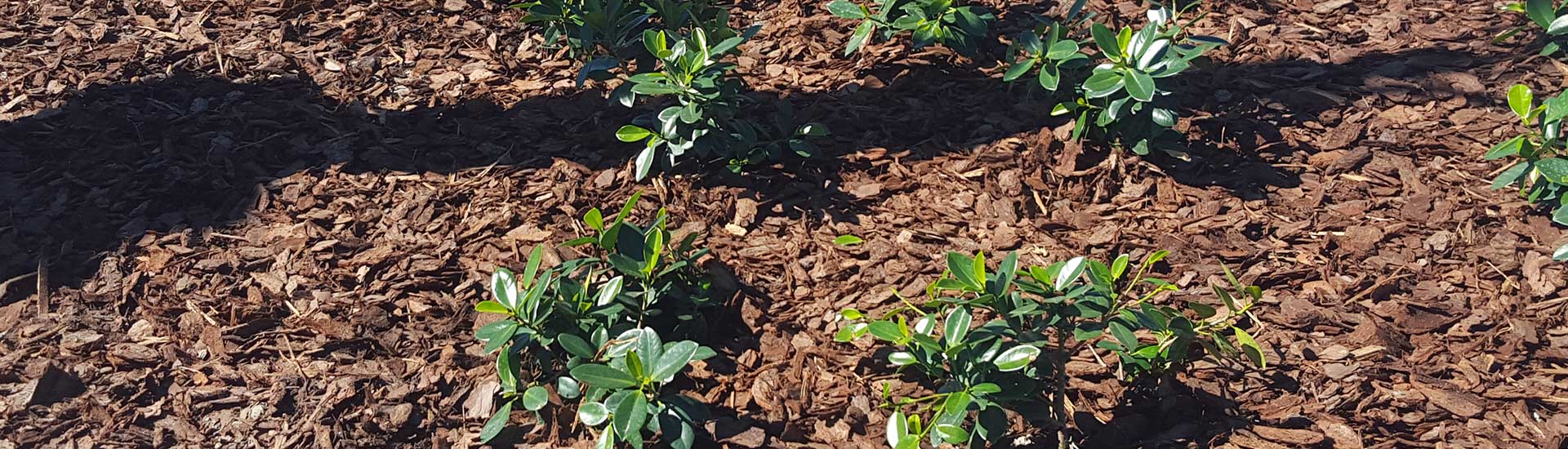 Pine Bark Nc Sc All Of Florida Ga Al Tn Mulch Online